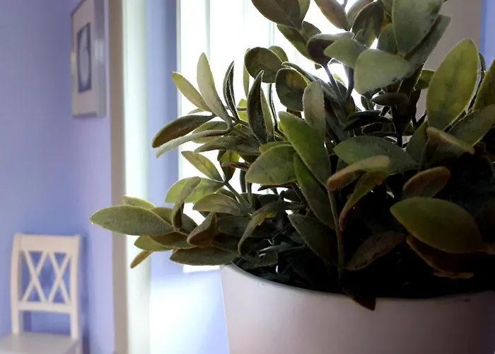 Casa Joya Couette-café